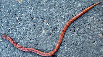Blotched Hooknosed Snake