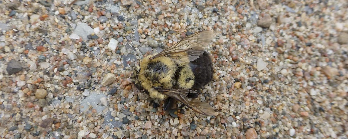 North American Bumble Bee Officially Added to Endangered Species List