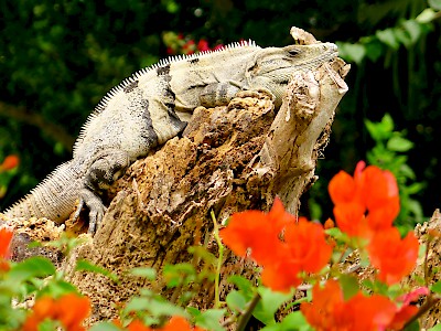Just another lazy day in Paradise for this iguana
