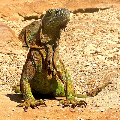 Green iguana (Iguana iguana)