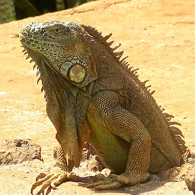 A possible client in the Mos Eisley Cantina on the planet Tattoine (from Star Wars)