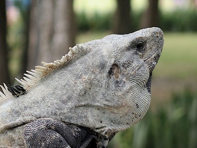 Oblong-shaped ear of an iguana located straight behind the eye