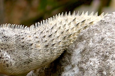 The hard, curved spines on the tail of a Black Spiney-tailed Iguana