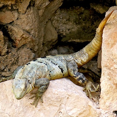 An iguana that lost part of its tail.  The end of the tail is regenerating