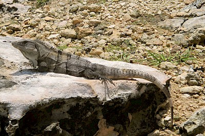 Black Spiney-tailed iguana on Isla Mujeres