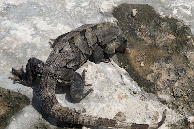 Iguana using his tongue to drink rainwater from a small depression