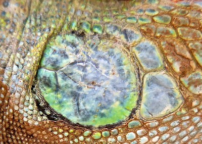 Opal-colored subtympanic scale on female Green Iguana