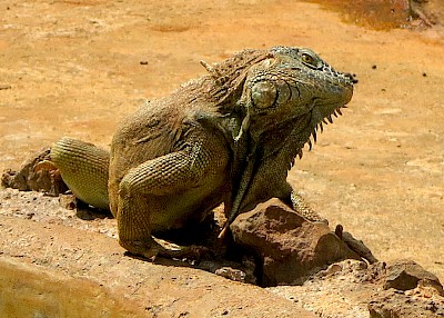 Iguana cocking his head to view an object with one eye