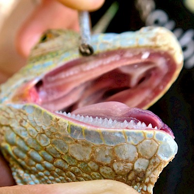 Dangerous, sharp, serrated teeth of an iguana