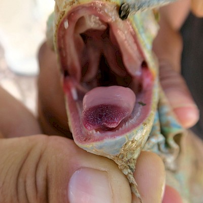 Fleshy, two-toned iguana tongue