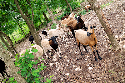 “He [Luis Acereto] has a local breed of creole ducks and black creole pigs, the original pigs coming over with Cortez. Also sheep, horses and cattle. The cattle will eat the neem, branches and all. The pigs eat everything except neem, which is too bitter.” -Jerry Britner