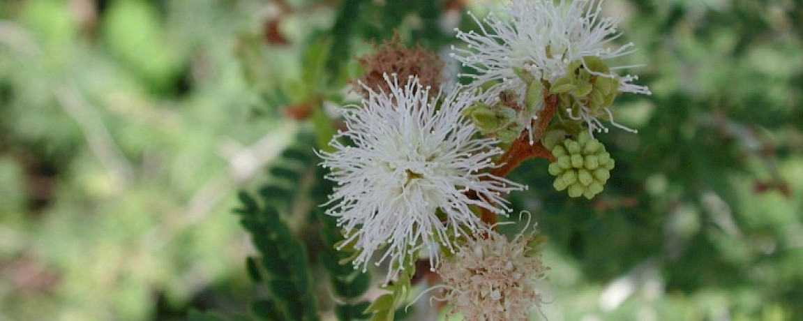 Trees of the Yucatan: Mimosa