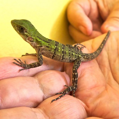 Baby iguanas are adorable.