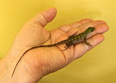 A hatchling iguana fits in your hand.
