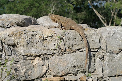 Black Spiney-tailed Iguana basking on a limestone rock wall.