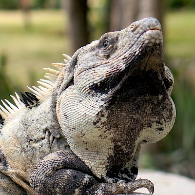 Puffing up its jowls is a defense mechanism to make the iguana look bigger.