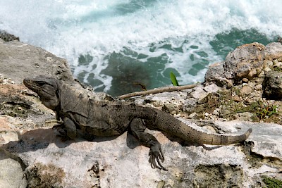 Basking as a free iguana next the to the Caribbean... the way it should be.