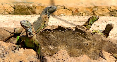 Green Iguanas at the VallaZoo in Valladolid.