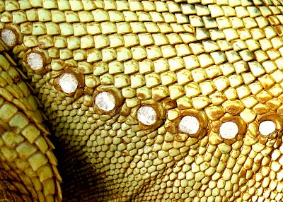 Femoral glands used for scent communication.