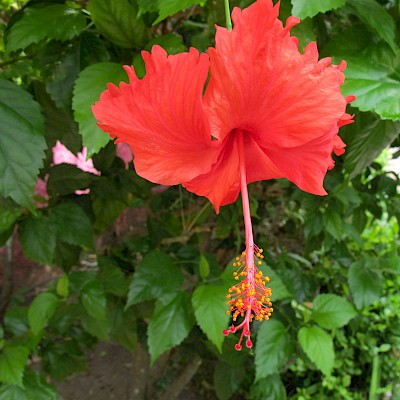 Urban iguanas love a juicy hibiscus flower.