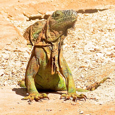 A mature female Green Iguana