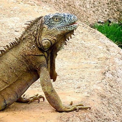 Iguanas have excellent eyesight and remain visually alert.