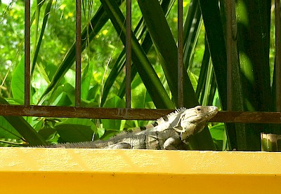 Urban Black Spiney-tailed Iguana who claims my privacy wall as his territory.