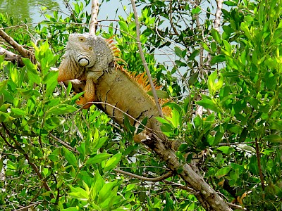 Green Iguanas bask on branches that hang over water and will jump into the water to escape a predator.