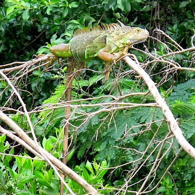 Green Iguana basking above a lagoon near Playa del Carmen.