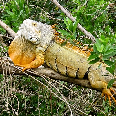 Dewlap extension as part of defense display.