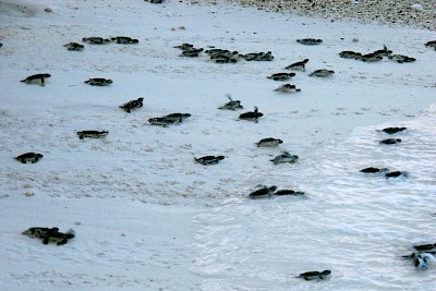 Baby iguanas have a similar survival rate as baby sea turtles.