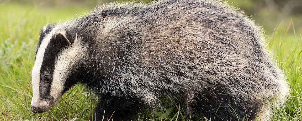 Yucatan Living News: Badger Cuisine