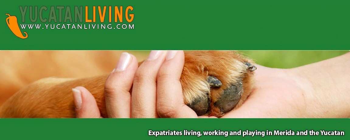 What You Don't Know About AFAD