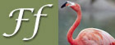 F is for Flamingos in Yucatan