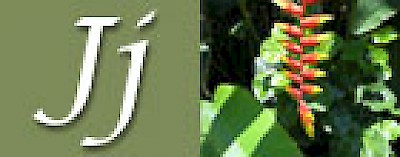 J is for Jungles in Yucatan