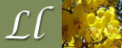 L if for Lluvia de Oro in Yucatan