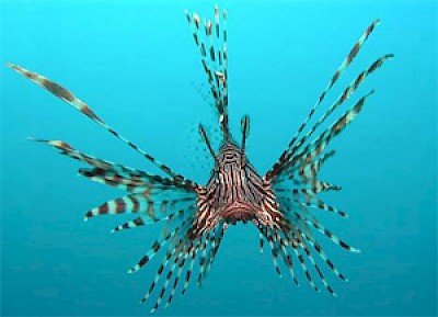 lionfish