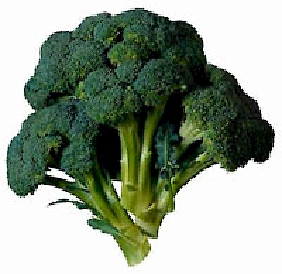 broccoli