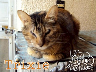 Blind Cat available for adoption