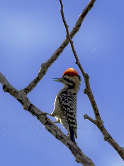 Photo by Alvaro Cervera