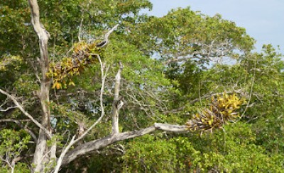 BromeliadsandOrchids