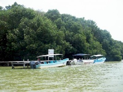 mangrove