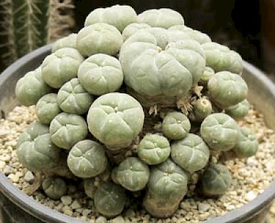 peyote