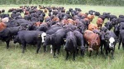 Cattle Stock in Yucatan Mexico