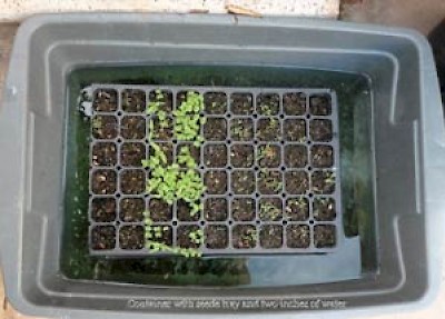 Watering seedlings in Merida Yucatan
