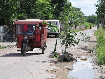 Plants in Potholes in Yucatan Mexico