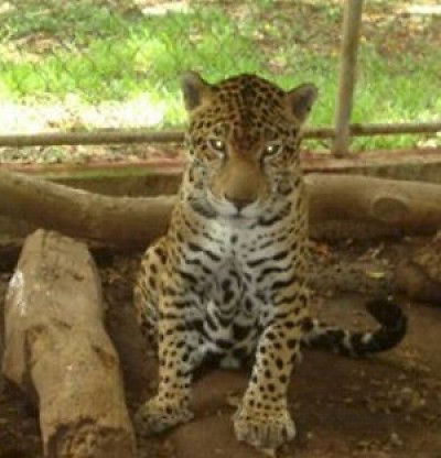 Rescued Animals in Yucatan Mexico