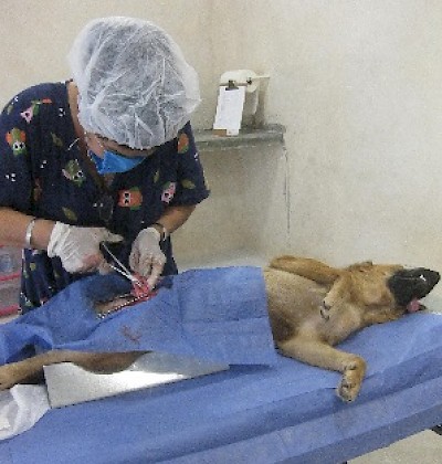 Animal Health and Protection in Yucatan Mexico