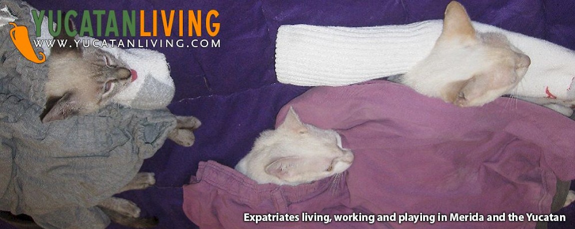 Protección de Perros y Gatos