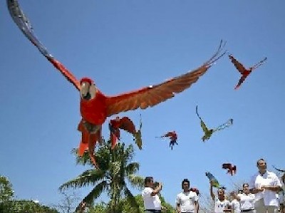 Red Guacamayas in Yucatan Mexico